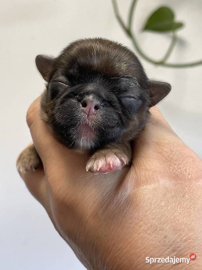 Shih tzu śliczne szczenięta