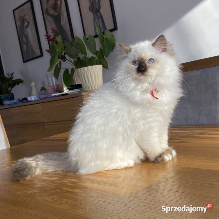 Gotowe do odbioru Ragdoll FPL Katowice