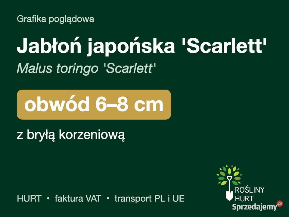 Jabłoń japońska Scarlett obwód 68 z bryłą HURT sprzedam