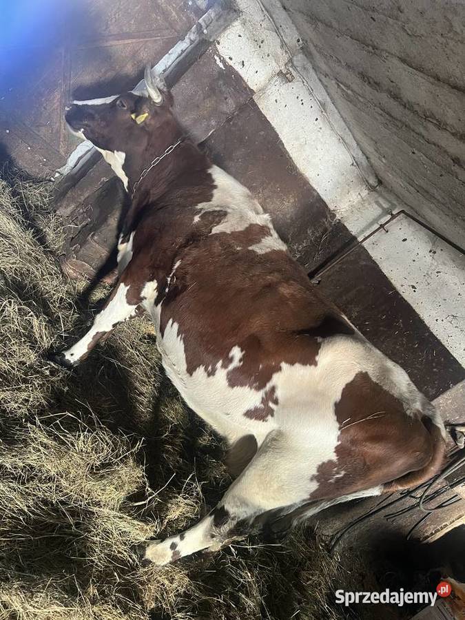 Krowa mleczna cielna termin marzec kwiecień Śniatycze