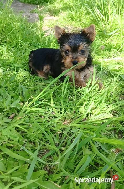 Yorkshire Terrier XXS Grzybno