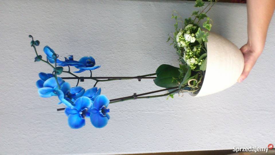 Storczyk Orchidea Phalaenopsis Blue Mistique opolskie Strzelce Opolskie