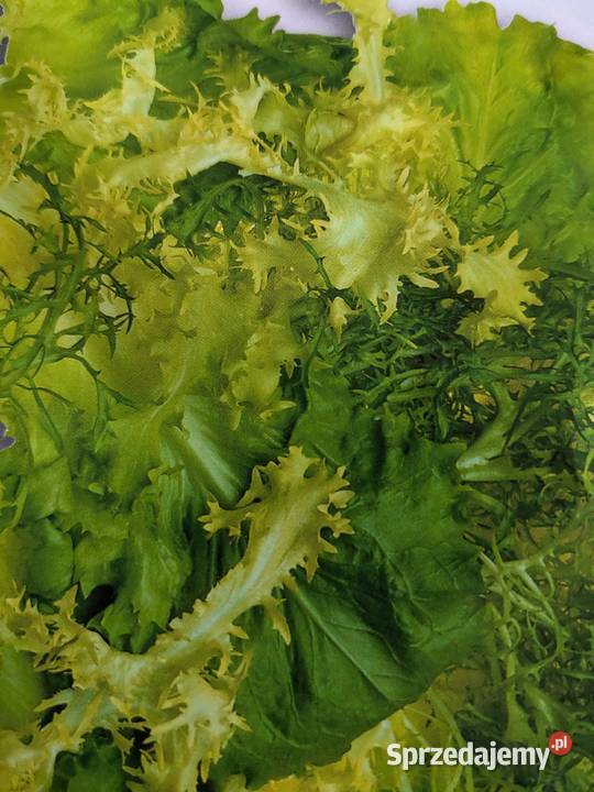 Cykoria pikantna nasiona Kraków