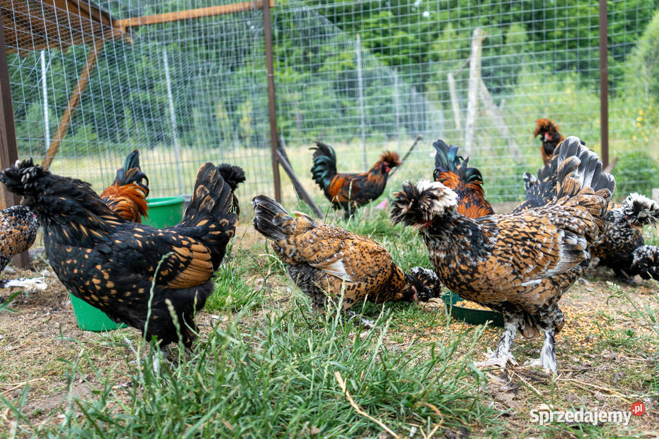 kury pawłowskie jaja lęgowe młode pomorskie Lisewiec