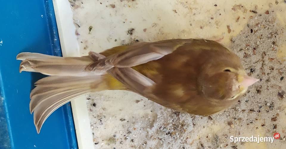 kanarek kanarki pheoszpaltytimbrado dolnośląskie Kłodzko