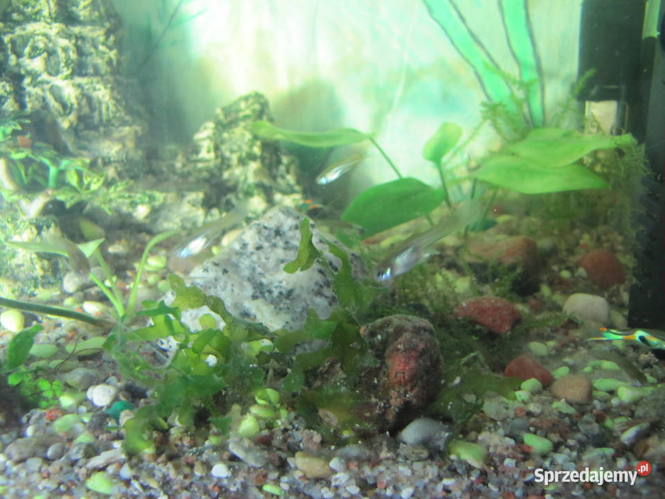 Akwarium z obsadą małe Ryby