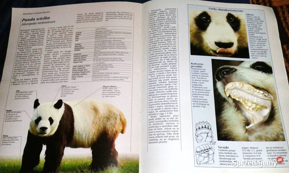 Świat dzikich zwierząt Larousse 4 Panda wielka Chełm