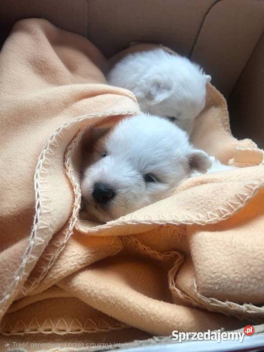 Samojedsamoyed Pojałowice