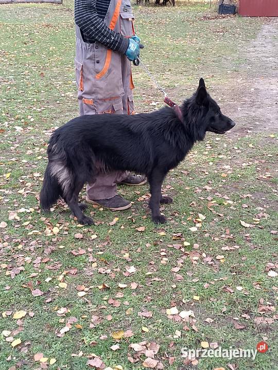 Owczarek niemiecki Tomaszów Mazowiecki