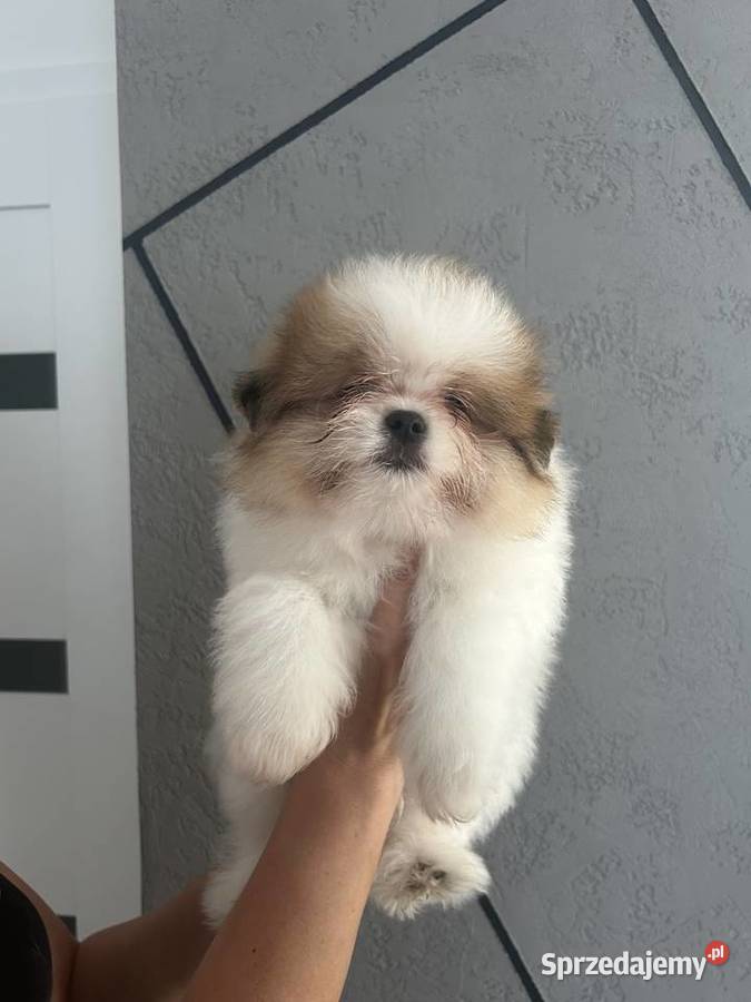 Szpic miniaturowy pomeranian Szpic miniaturowy Toruń