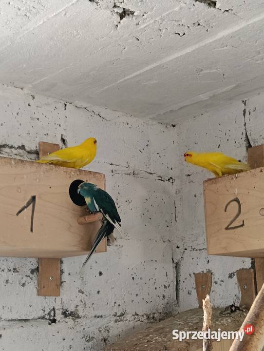 Modrolotki kozie pary legowe Brzeziny