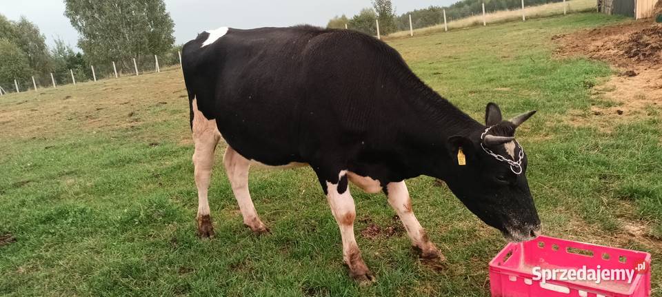Jałówki hf wysokocielna Bydło Łopuszno