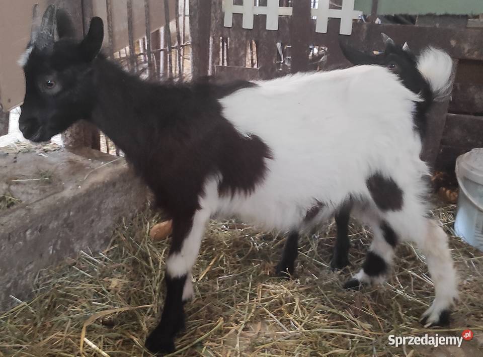 Sprzedam koziołka Czerśl