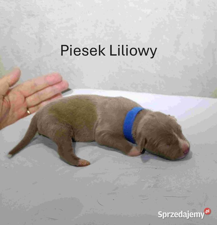 Szczeniaki American staffordshire terrier Nieledew