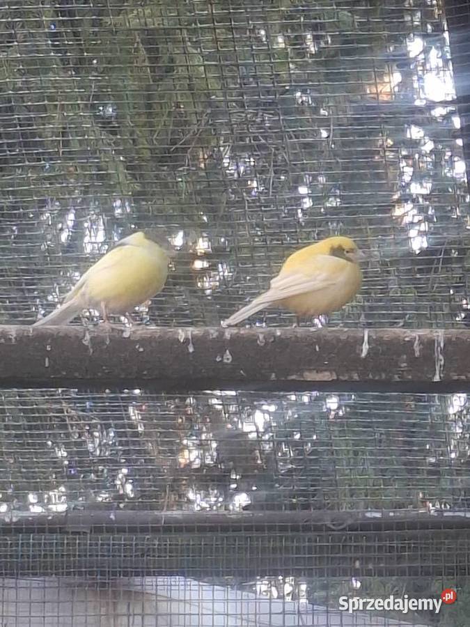 Kanarki samice Rydułtowy