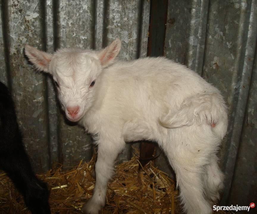 Kozy Kaza Cap Krotoszyce