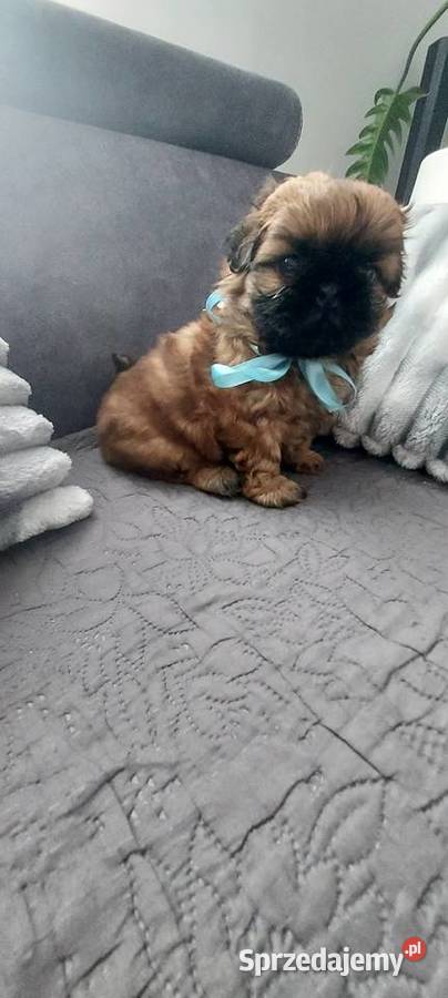 Brązowy Piesek ShihTzu