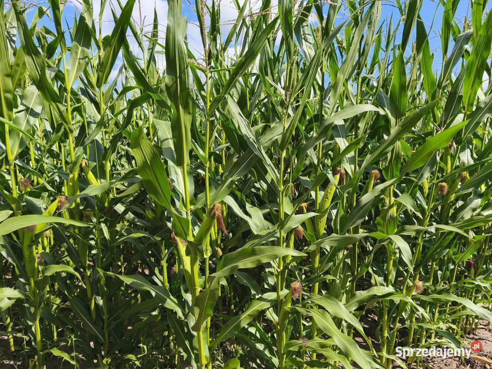 Kukurydza łódzkie