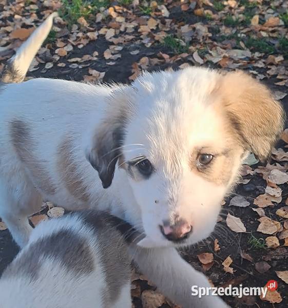 Owczarek środkowoazjatyczki szczenię Złotów