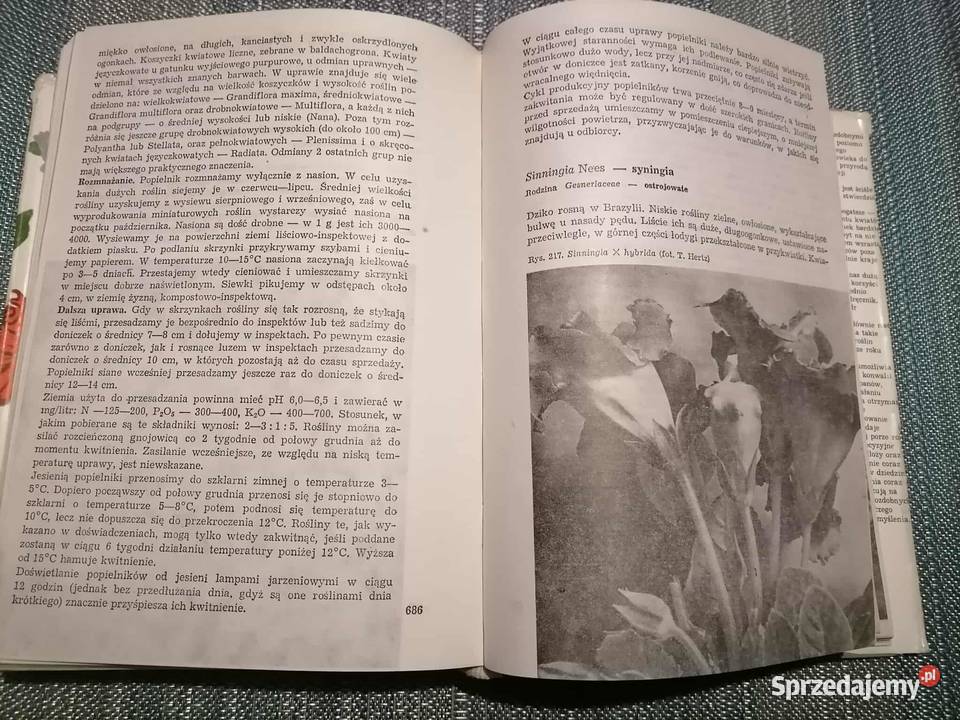 Uprawa Roślin Ozdobnych Wałbrzych