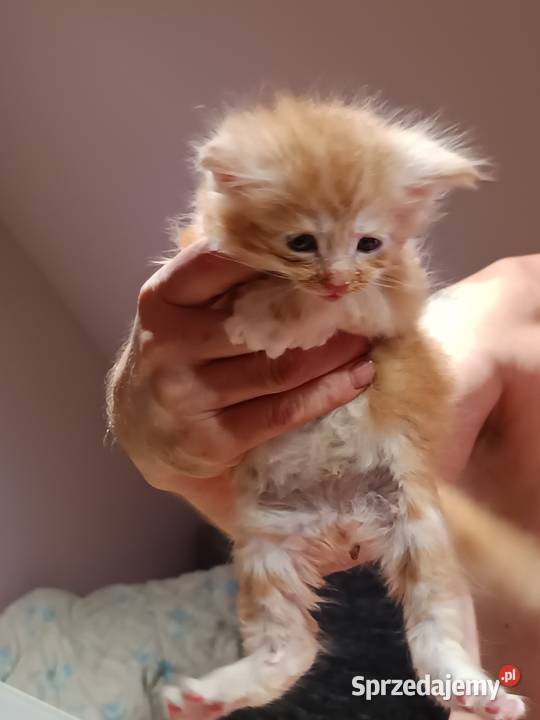 Śliczne kocięta Maine coon z rodowodem Prawęcin