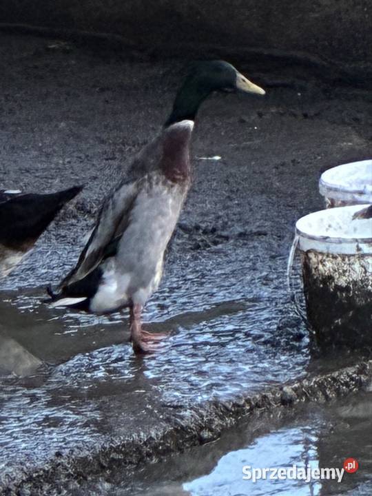 Sprzedam kaczora rasy biegus Gady i płazy Ostrzeszów sprzedam