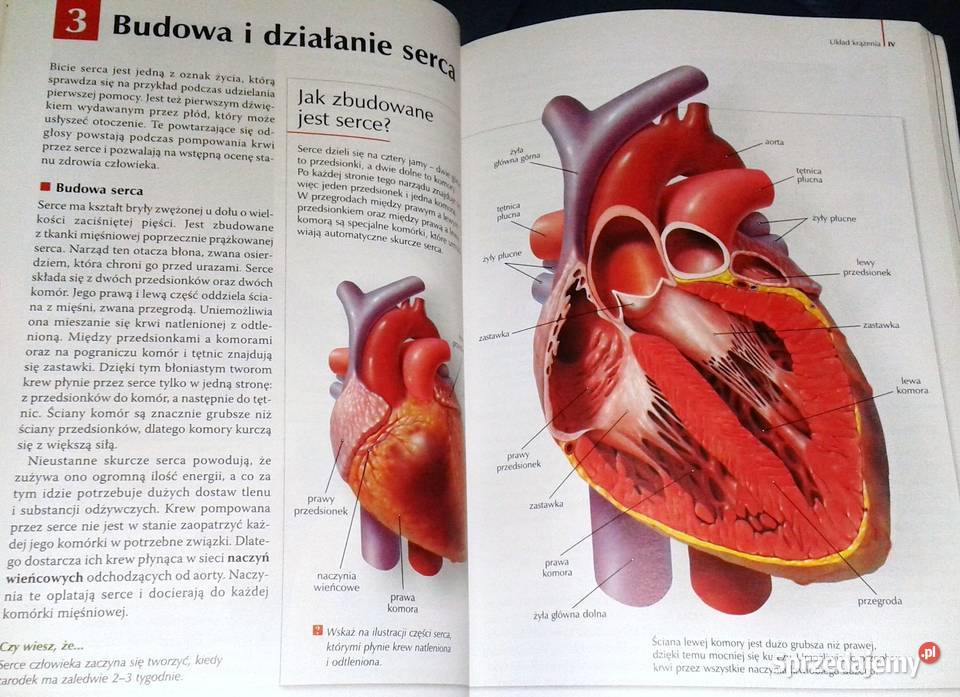 Puls życia 2 Małgorzata Jefimow Pozostałe Chełm