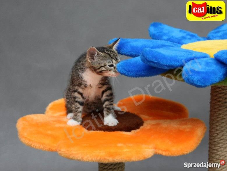 Drapak kota Icatius Wyjątkowy łódzkie Łódź sprzedam