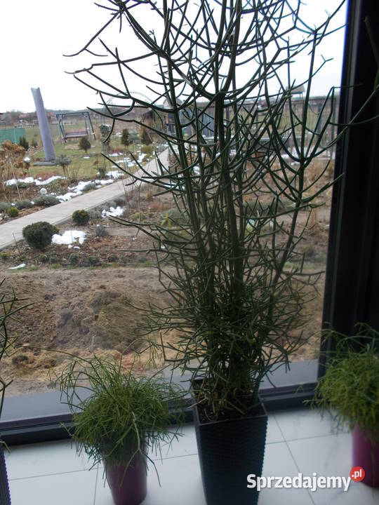 Patyczak Euphorbia Tirucallidrzewko szczęscia Tomaszów Mazowiecki
