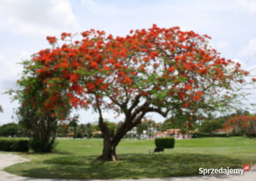 PŁOMIEŃ AFRYKI Delonix regia NASIONA 20 sztuk Lubanie