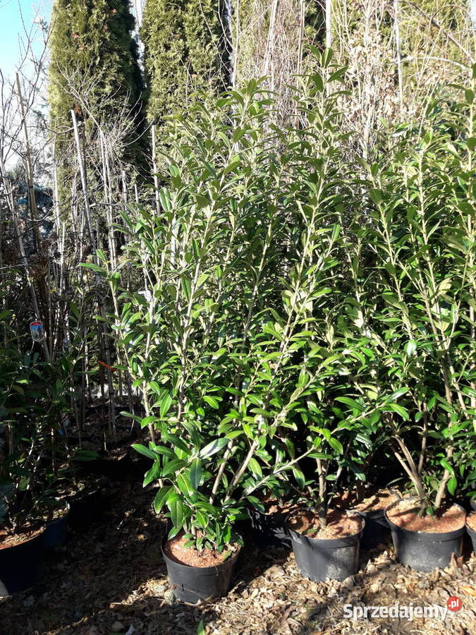 Laurowiśnia 1do 2m Rotundifolia caucasica dolnośląskie Zacharzyce