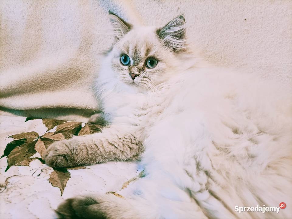 Kot brytyjski kotka brytyjska długowłosy Częstochowa