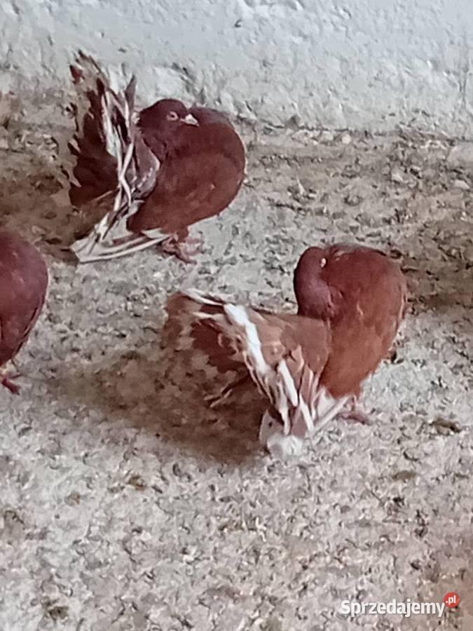 Pawiki czerwone na lęcie mazowieckie Siedlce sprzedam