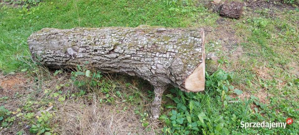 Grusza kłoda pień klocek dłużyca drzewo drewno Susiec