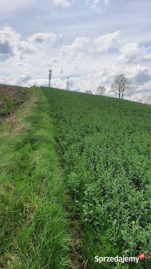 Pole rolne 77 a Siedlec