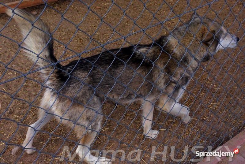 Szczeniak OWCZAREK NIEMIECKI HUSKY Warszawa sprzedam