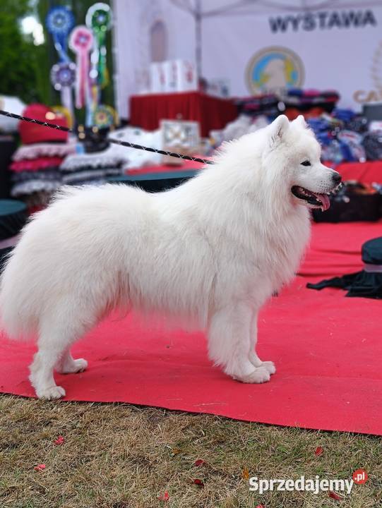 Samoyed reproduktor Olszówka