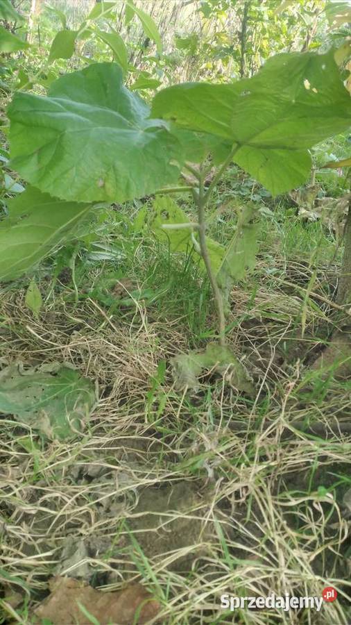 Drzewko tlenoweszczęścia PAULOWNIA niebieskie Zamość sprzedam