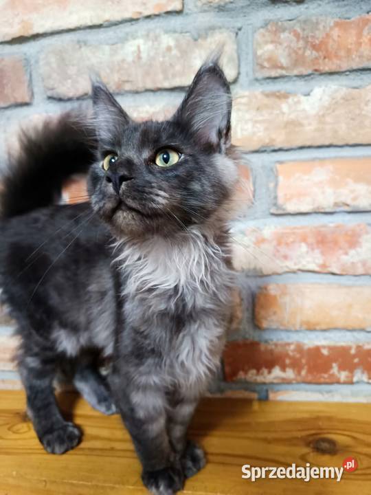 Phantome Noir wyjątkowy kocurek Maine Coon black wielkopolskie sprzedam