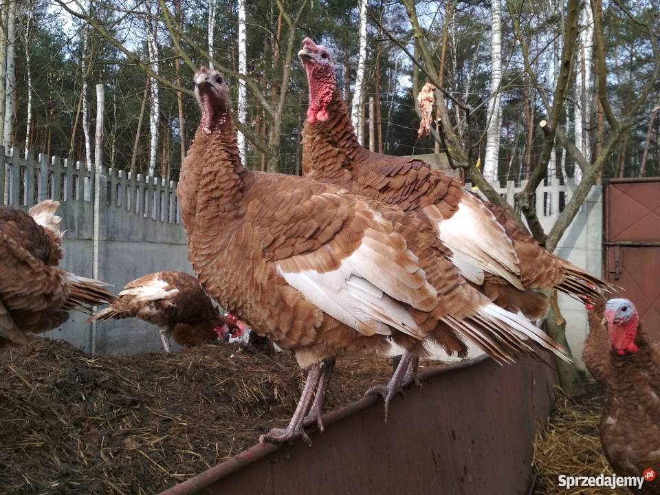 Indory czerwone Radoszyce sprzedam