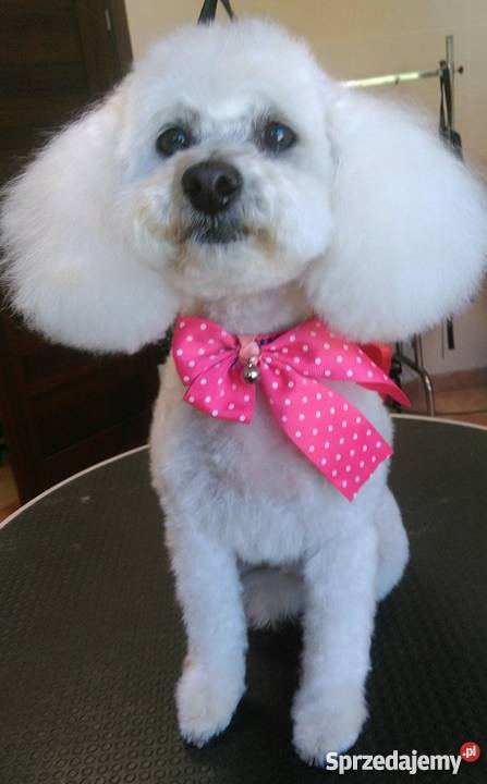 Fryzjer psa strzyżenie psów Salonik Pupilek Psy Legnica sprzedam