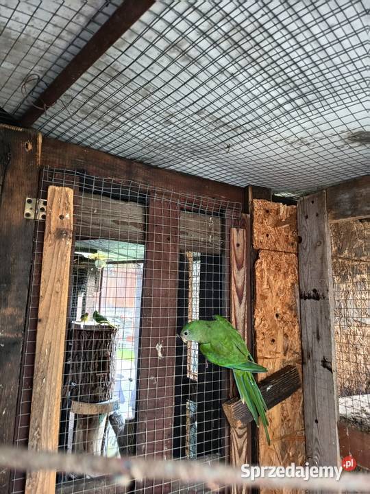 Barabanda Zwierzęta Skawina