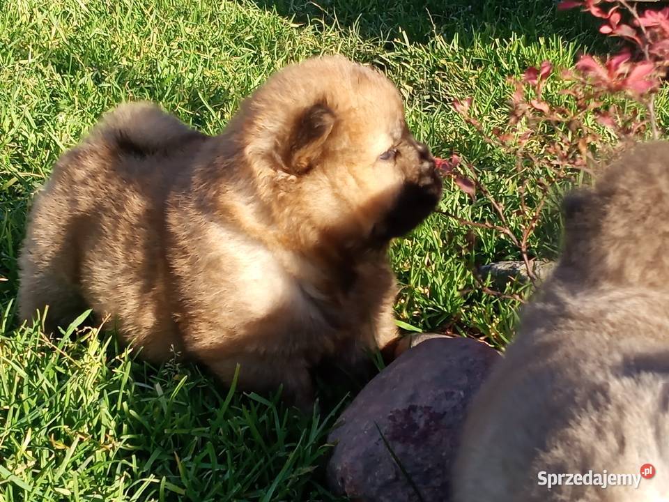 Chów chow szczeniaki Pozostałe Jasienica Dolna sprzedam