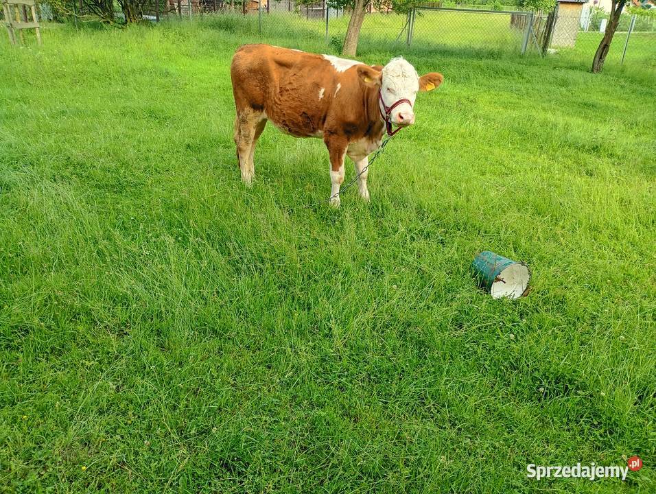 Sprzedam jałówkę 13 miesięczna do zacielenia