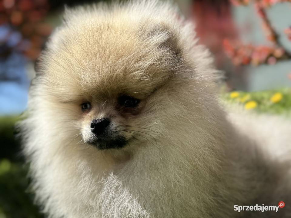 Szpic minaturowy Pomeranian Boo Gdańsk sprzedam