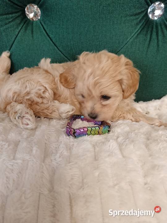 Suczka maltipoo lubelskie Opole Lubelskie