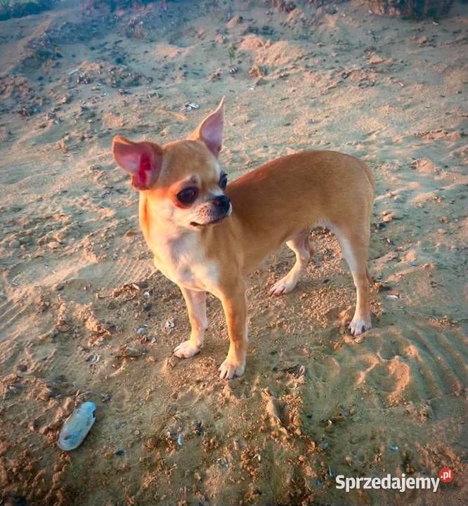Chihuahua suczka ZKwP Raczyce