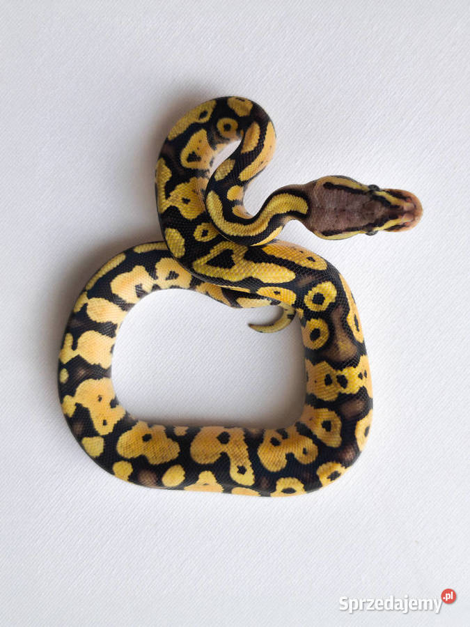 Pyton królewski Firerfly Fire Pastel Python Zwierzęta Warszawa