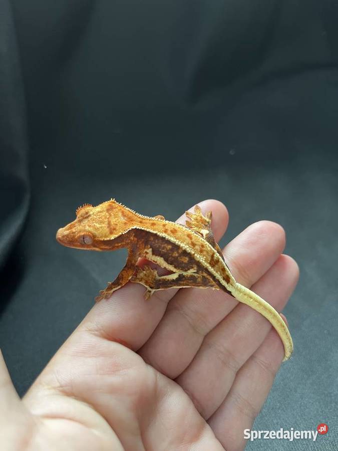 Gekon orzęsiony ciliatus crested gecko Rybnik