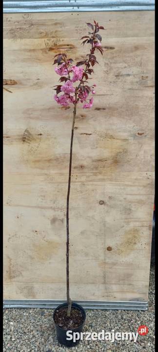 WIŚNIE JAPOŃSKIE KANZAN ROYAL BURGUNDY KIKU Dębica